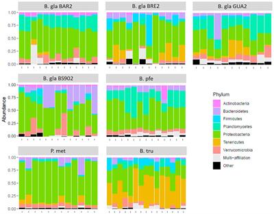 Schistosomiasis Vector Snails and Their Microbiota Display a Phylosymbiosis Pattern